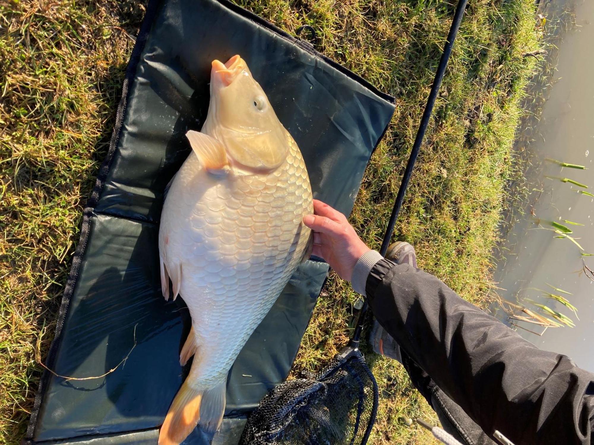 Snug & Secluded Lakeside Shepherds Hut 'Carp' アックフィールド エクステリア 写真